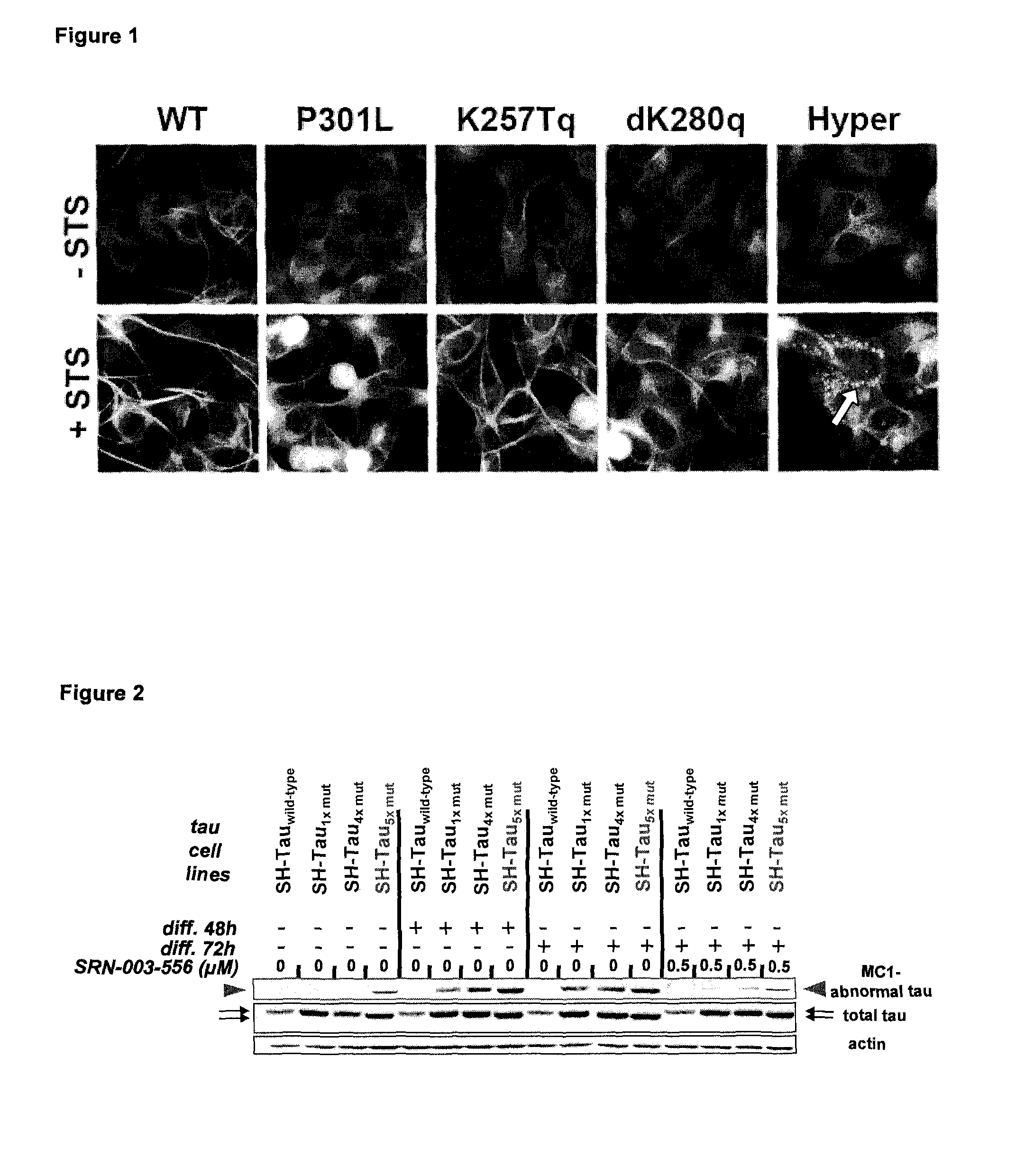 Polymutant tau protein variants and their use for recapitulating human tauopathies