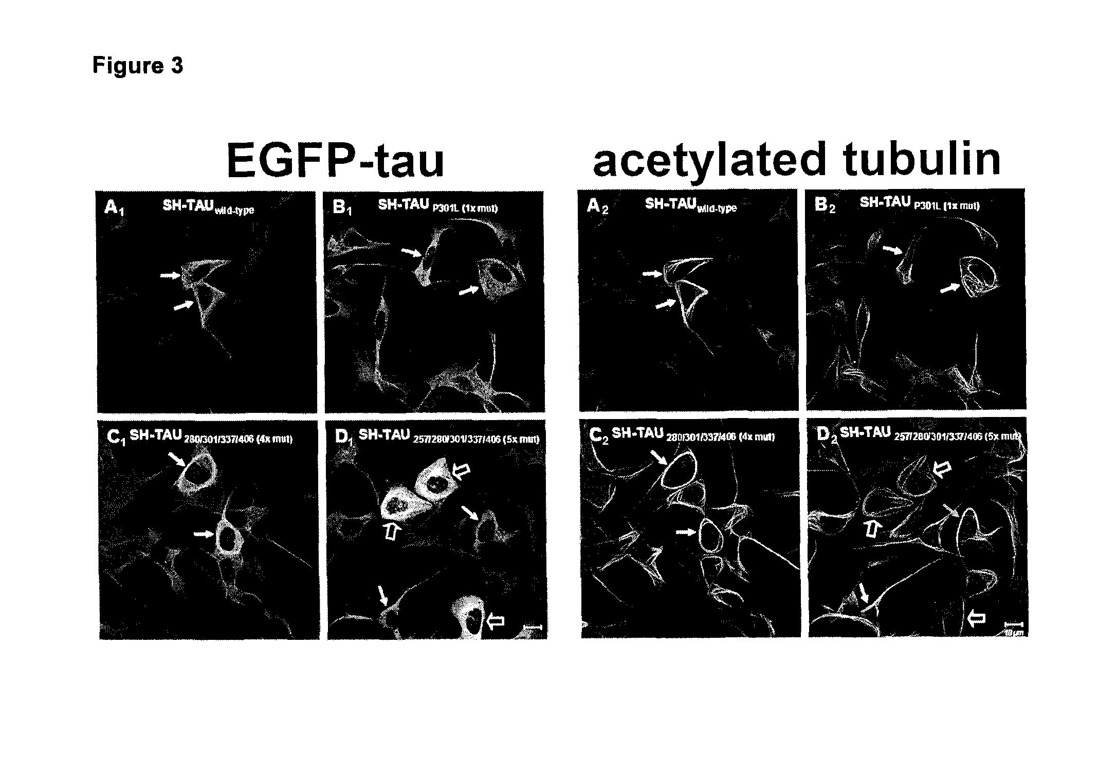 Polymutant tau protein variants and their use for recapitulating human tauopathies