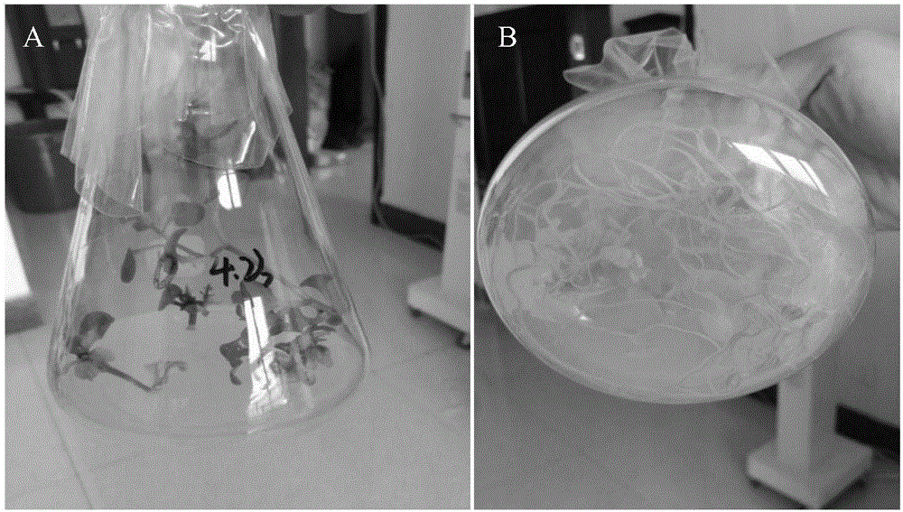 Tissue culture method for physochlaina