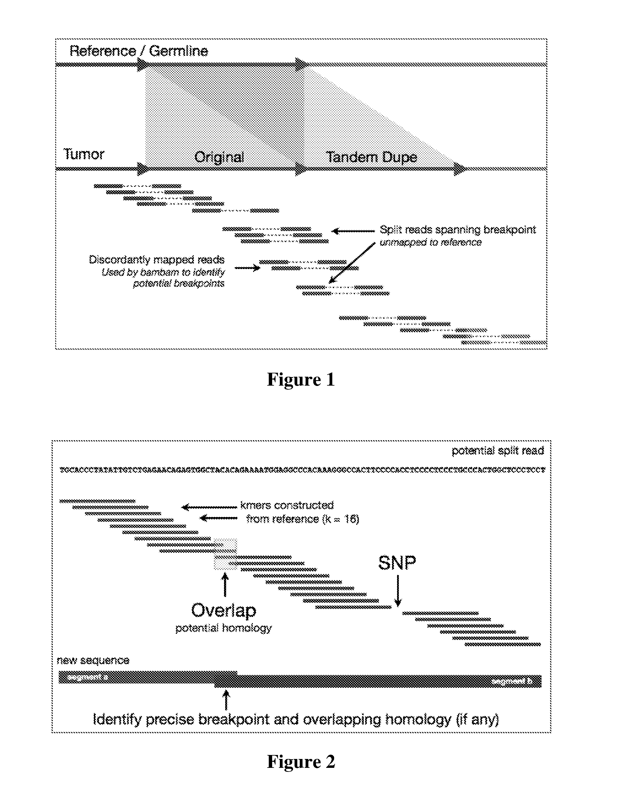 MDM2-Containing Double Minute Chromosomes And Methods Therefore