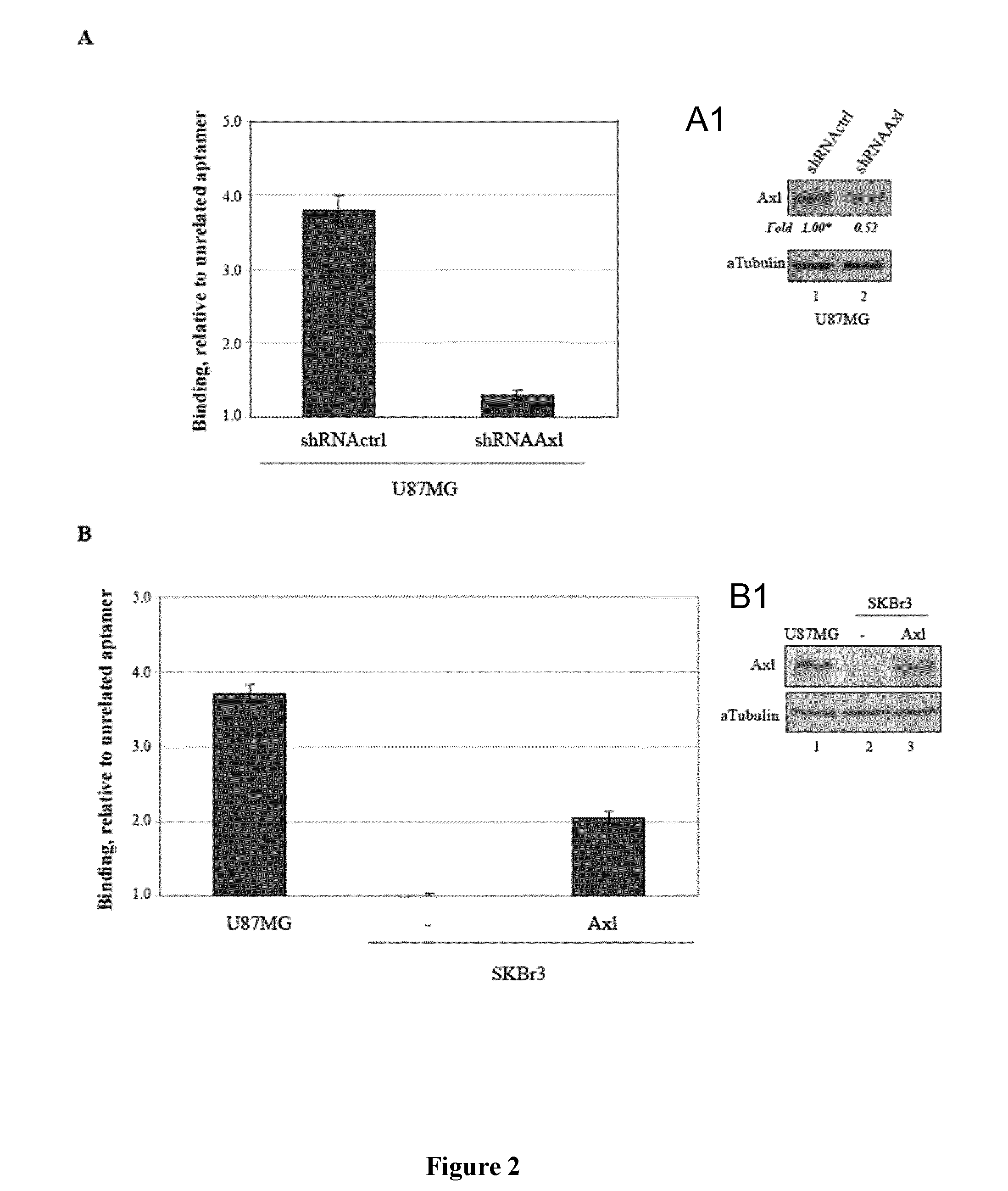 Axl receptor tyrosine kinase aptamer inhibitor for use in therapy