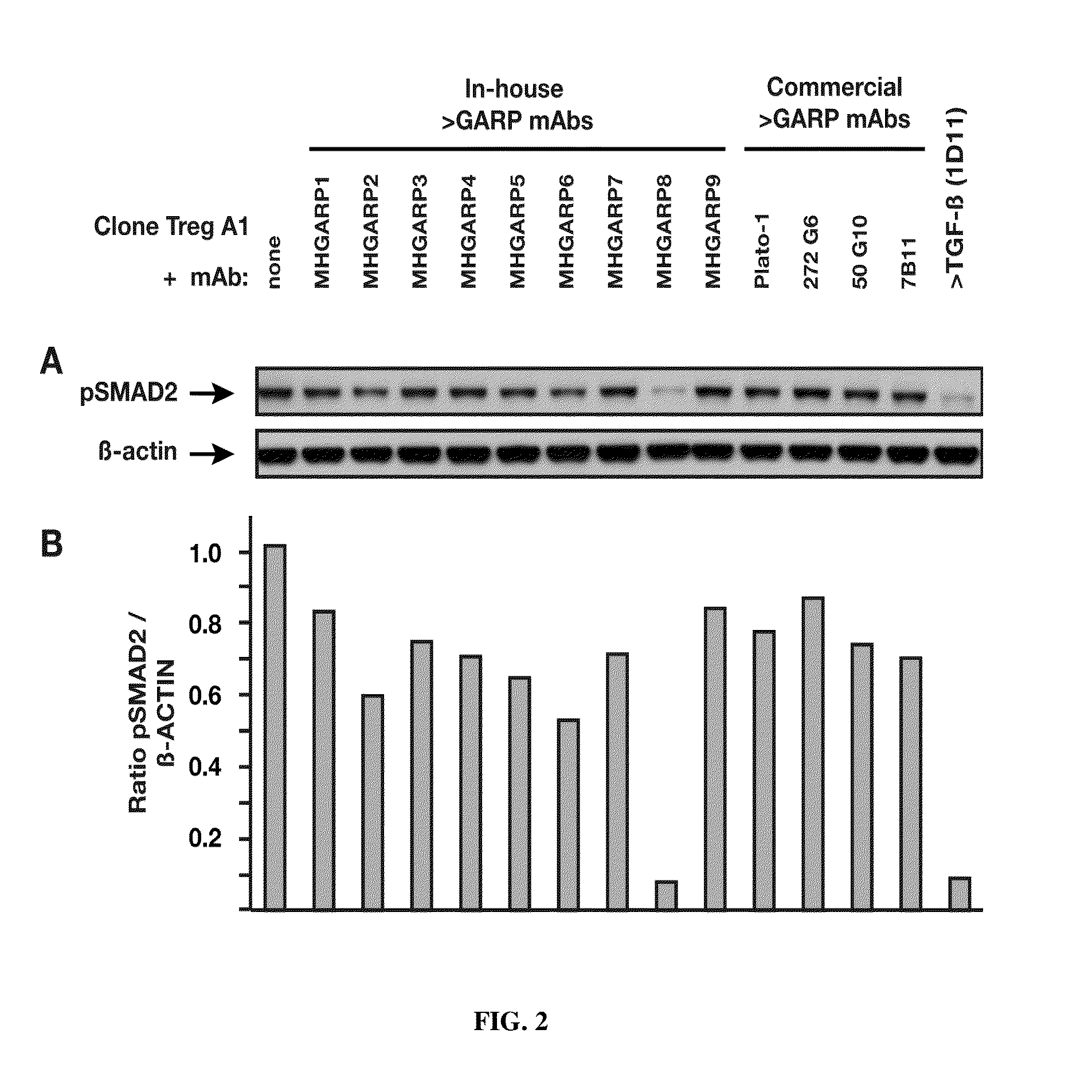 Anti-garp protein and uses thereof