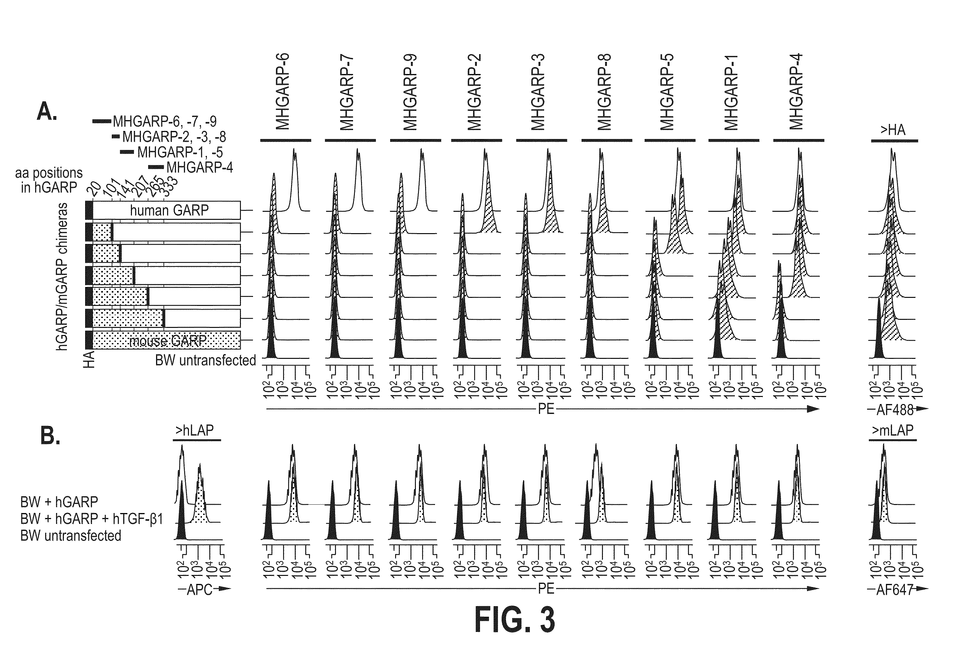 Anti-garp protein and uses thereof