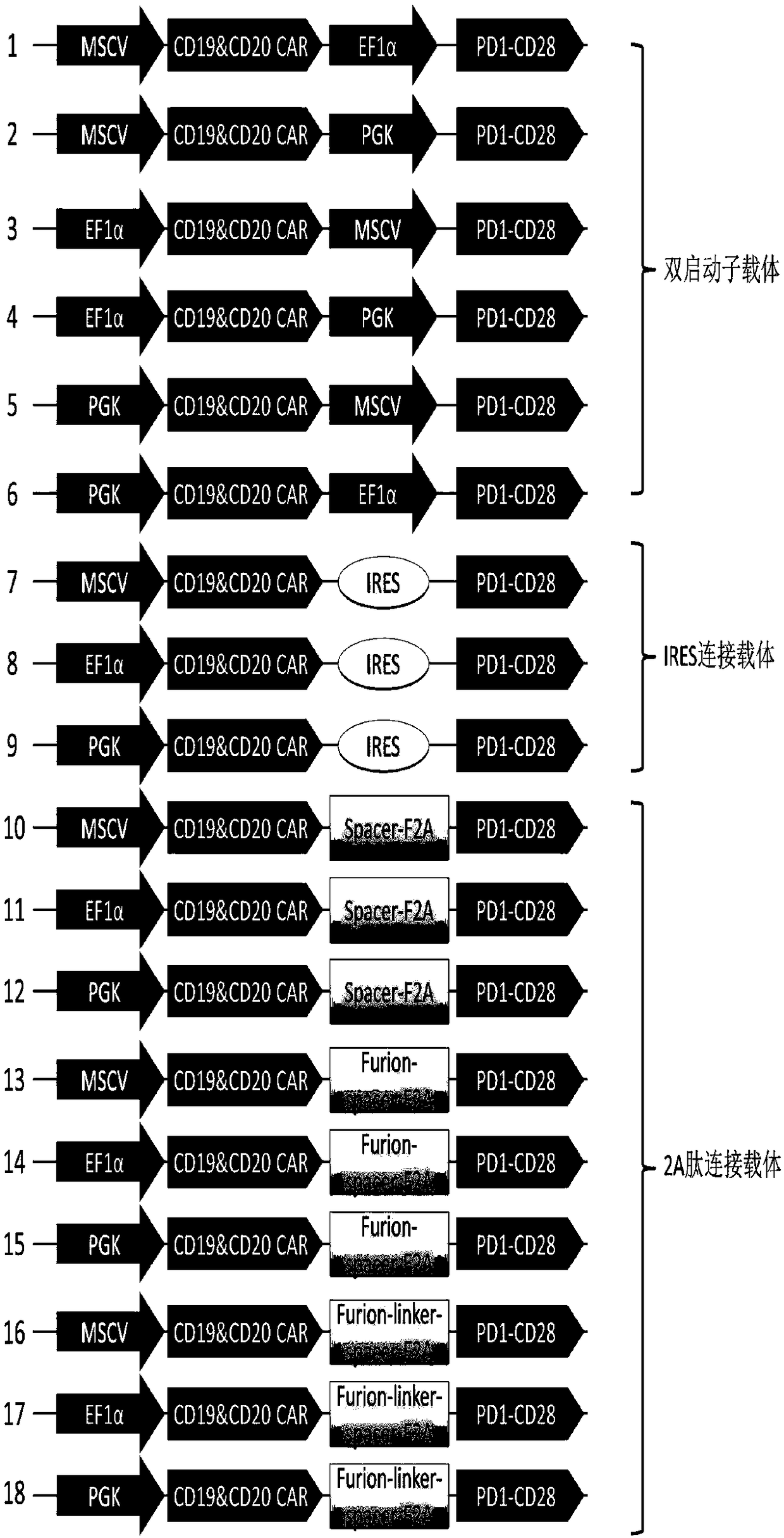 Lentiviral vector of CAR and PD1-CD28 chimeric receptor for simultaneous expression of targeted CD19 and CD20