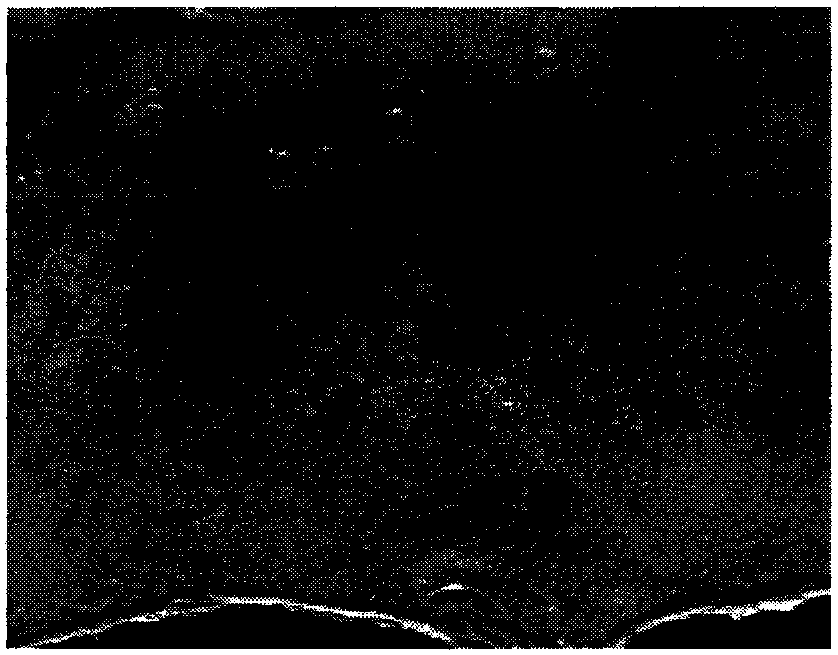 Photonic crystal nano-composite gel membrane with temperature/humidity dual responses and preparation method of photonic crystal nano-composite gel membrane