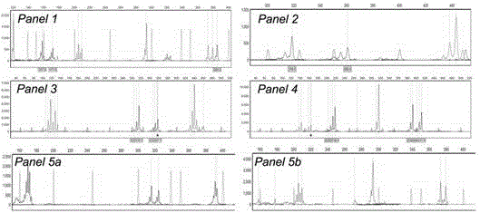 Method for identifying human-derived genetic relationship through two-nucleotide repeated microsatellite