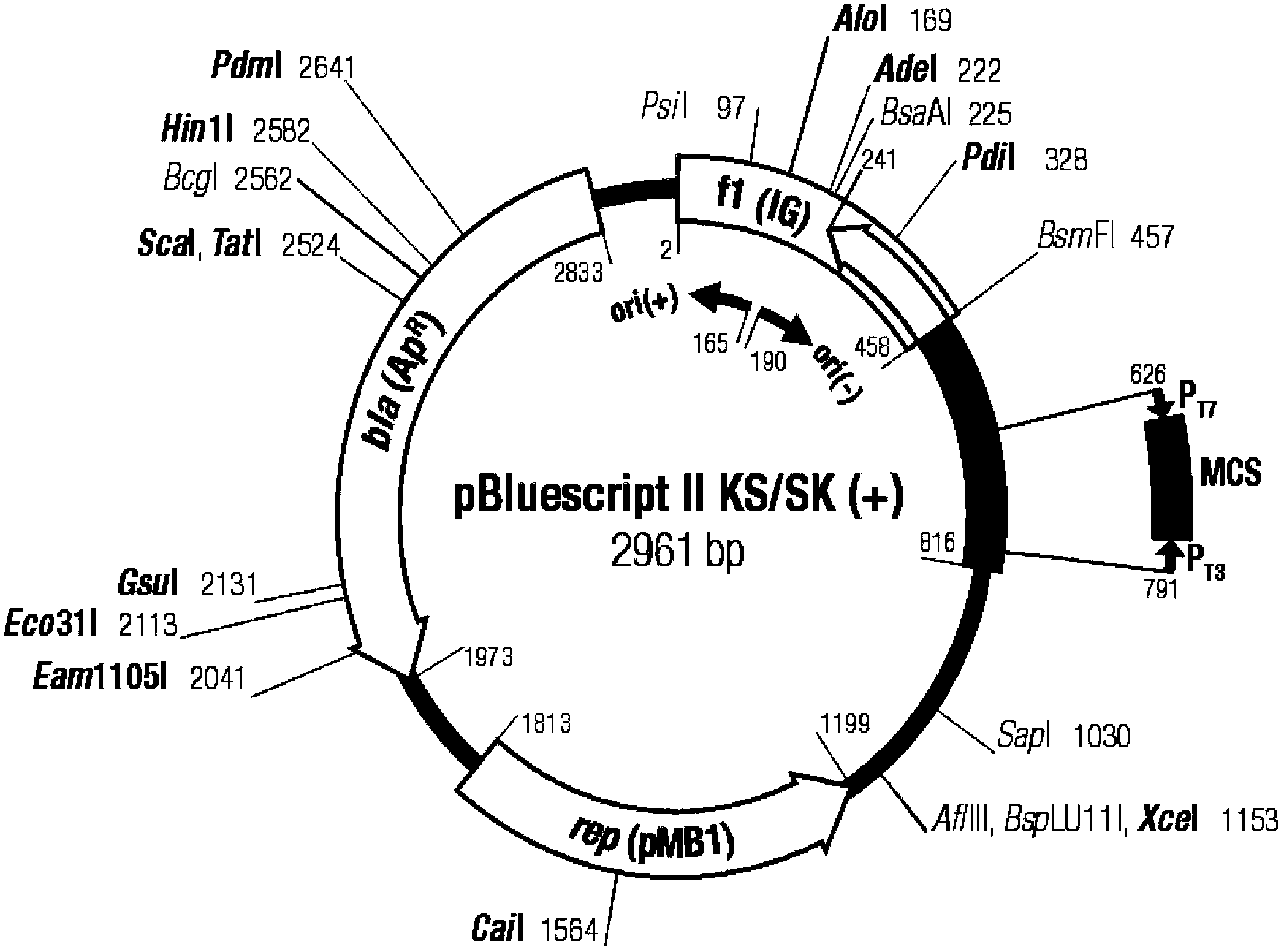 Recombinant bordetella bronchiseptica strain, vaccine and use