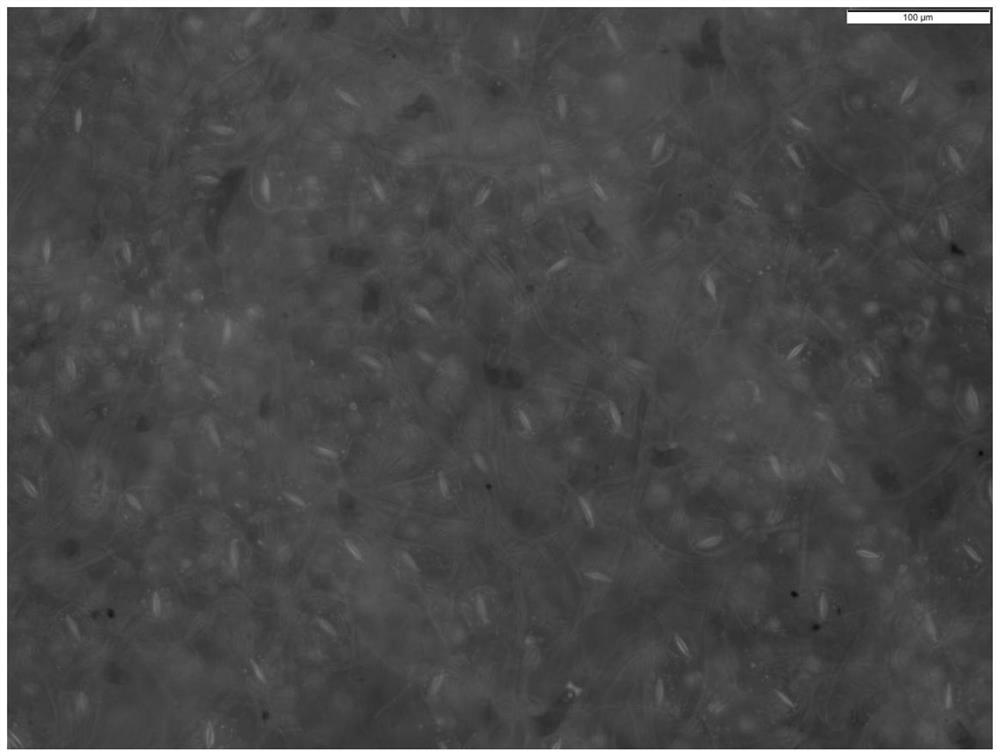 Piece preparation method for simultaneously observing and counting lower glandular hair, non-glandular hair and stomata of folium artemisiae argyi