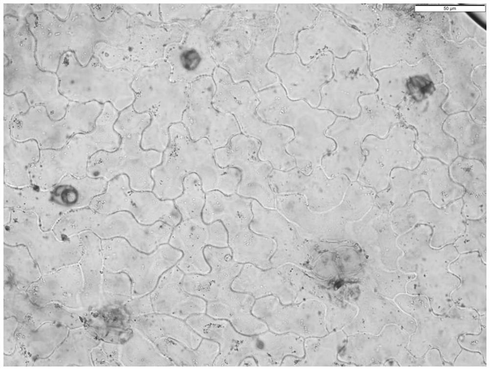 Piece preparation method for simultaneously observing and counting lower glandular hair, non-glandular hair and stomata of folium artemisiae argyi