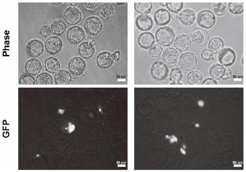 Special culture medium for converting human pluripotent stem cells into extended pluripotent stem cells, and application of special culture medium