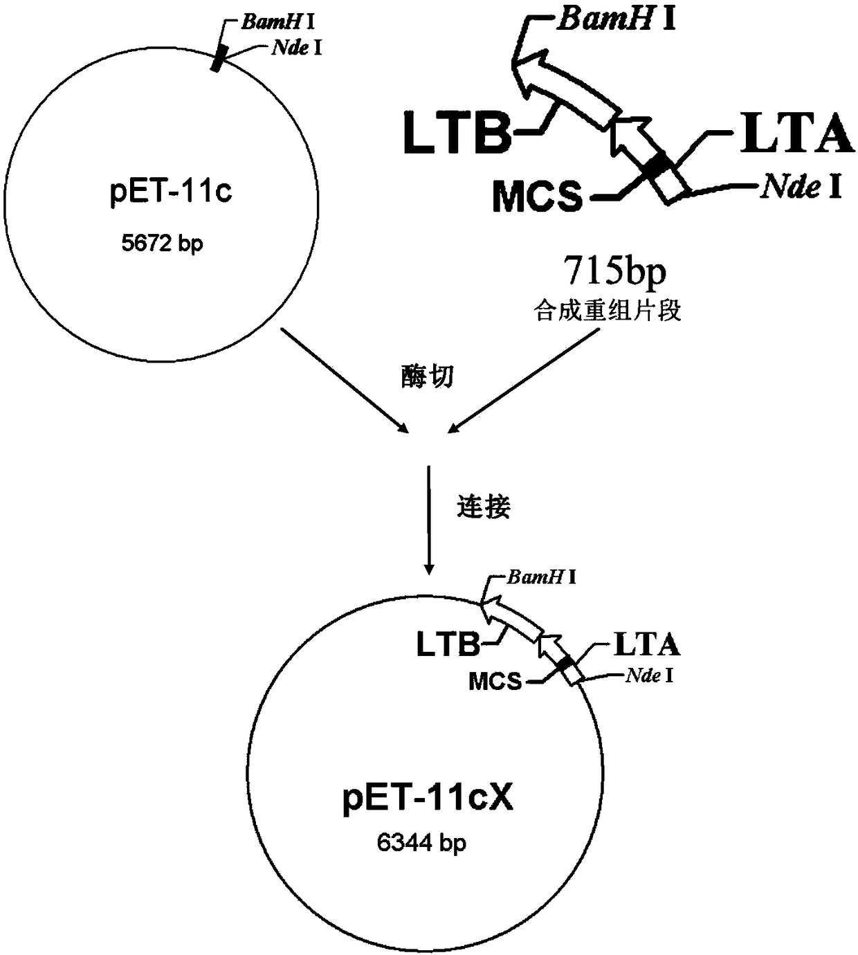 Escherichia coli heat-labile enterotoxin gene fragment and application thereof