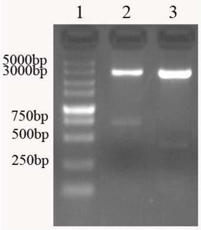 Escherichia coli heat-labile enterotoxin gene fragment and application thereof