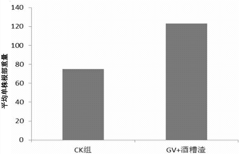 Method for cultivating traditional Chinese medicines by using vinasse organic fertilizer and arbuscular mycorrhizal fungi