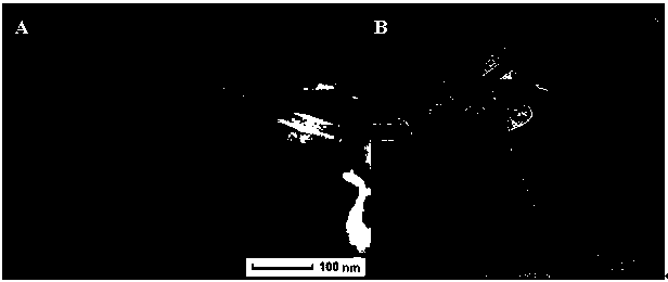 Method for controllably synthesizing different shapes of niobium pentoxide nanomaterials without template hydrothermal heat