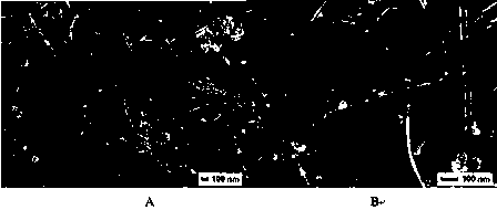 Method for controllably synthesizing different shapes of niobium pentoxide nanomaterials without template hydrothermal heat