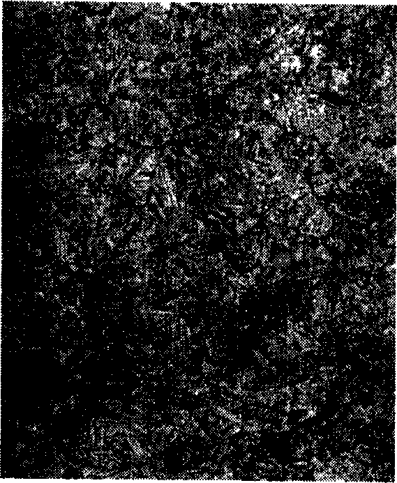 Surface treating method for improving TiAl base alloy surface property