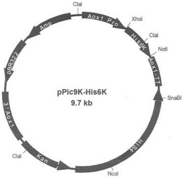 Antibacterial peptide His6K and application thereof