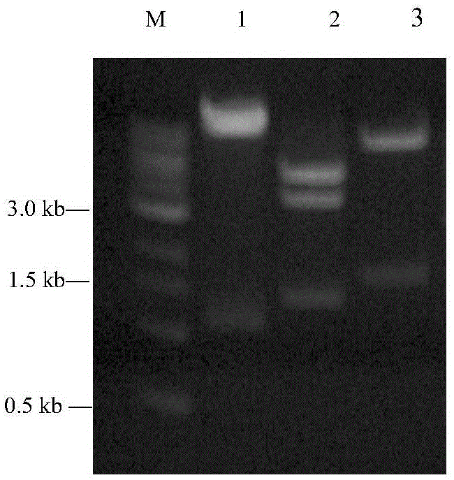 Antibacterial peptide His6K and application thereof