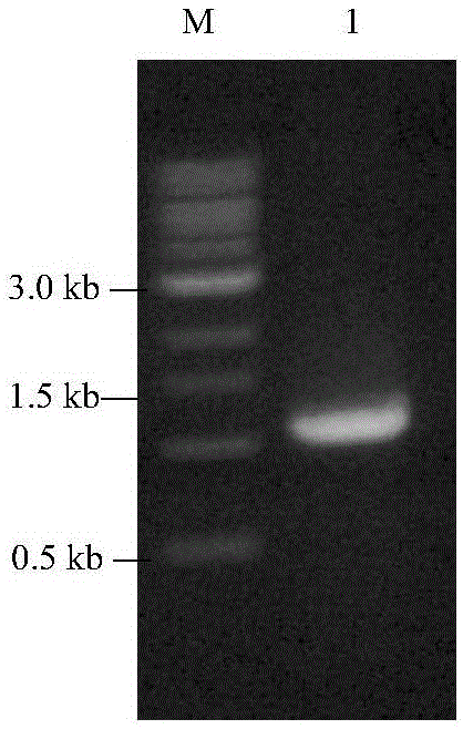 Antibacterial peptide His6K and application thereof