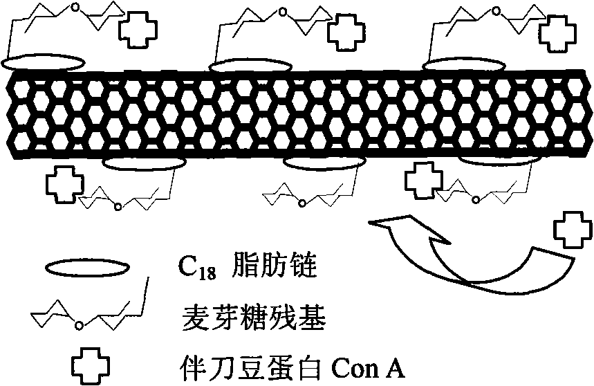 Method for manufacturing biological detector of field effect transistor based on carbon nano tube