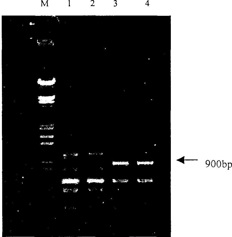 Molecular marker linked with wheat mildew-resistance gene