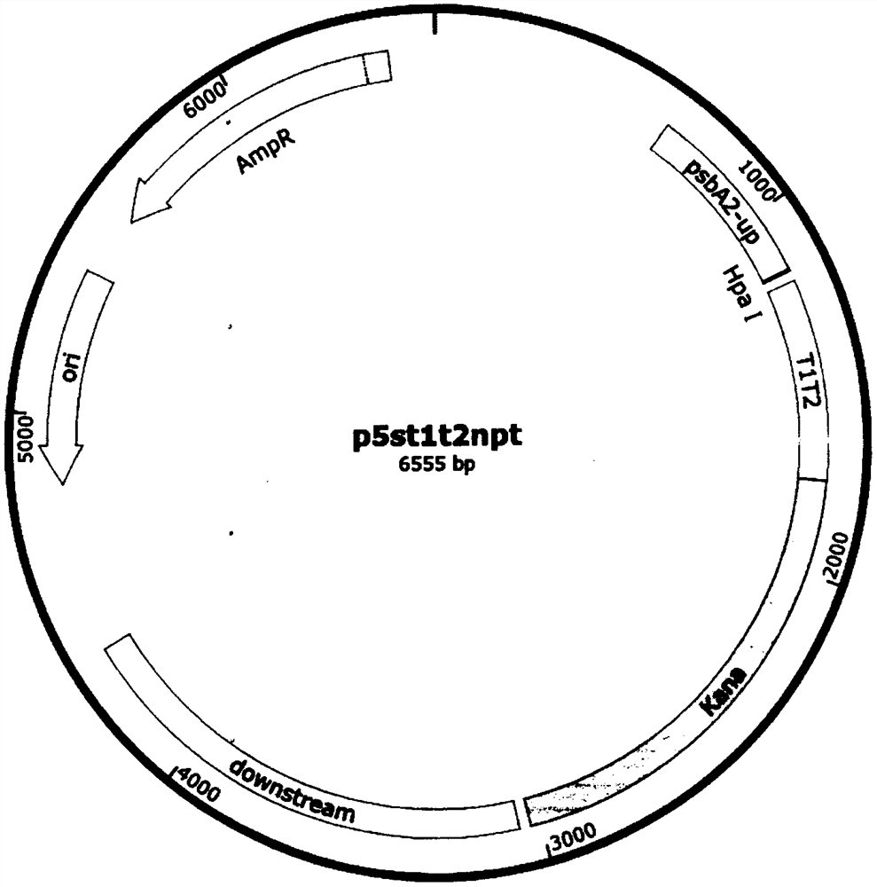 Synechocystis PCC6803 strain for producing alkaline pectate lyase and construction method of synechocystis PCC6803 strain