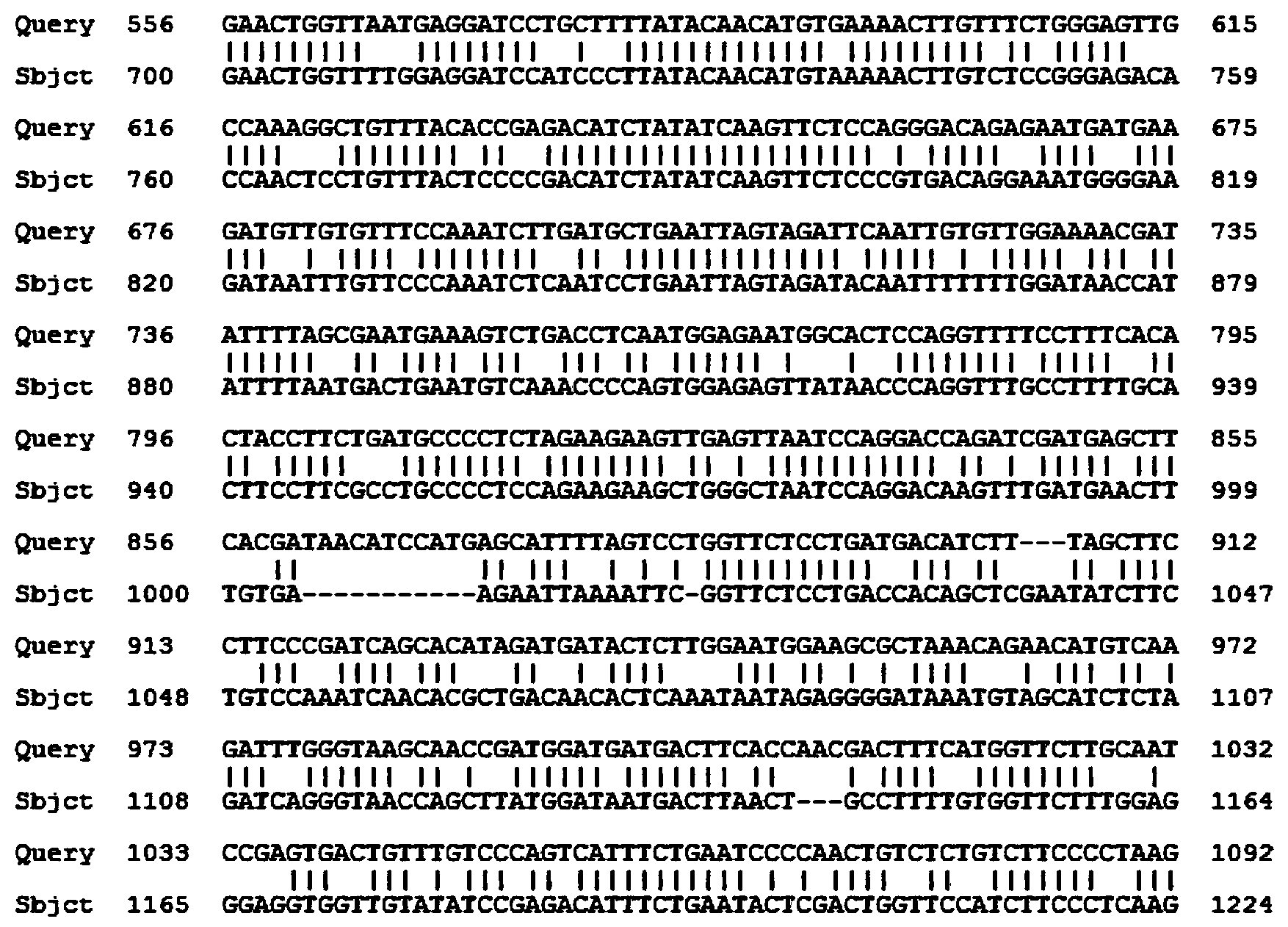 Tulipa gesneriana TfbHLH1 protein, encoding gene thereof and probe