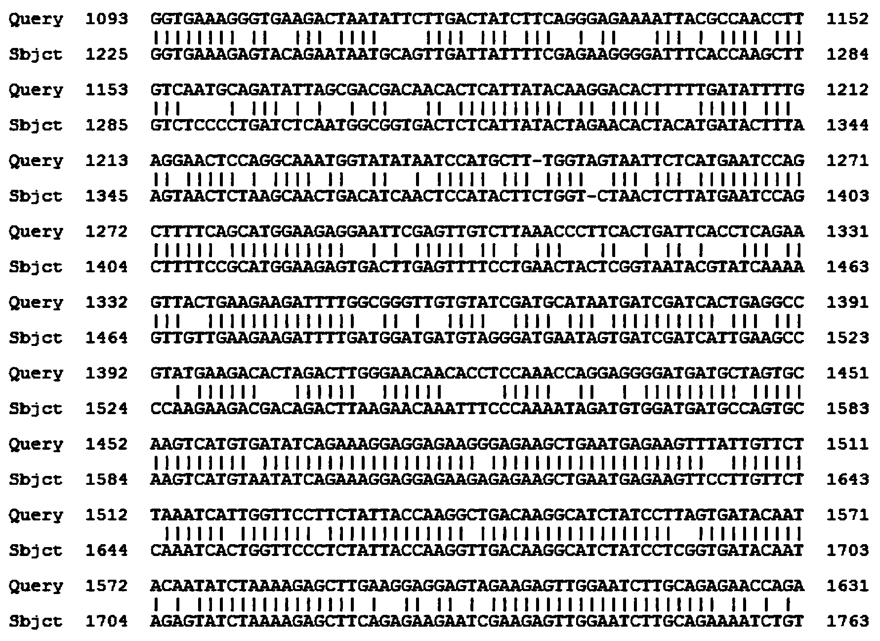 Tulipa gesneriana TfbHLH1 protein, encoding gene thereof and probe