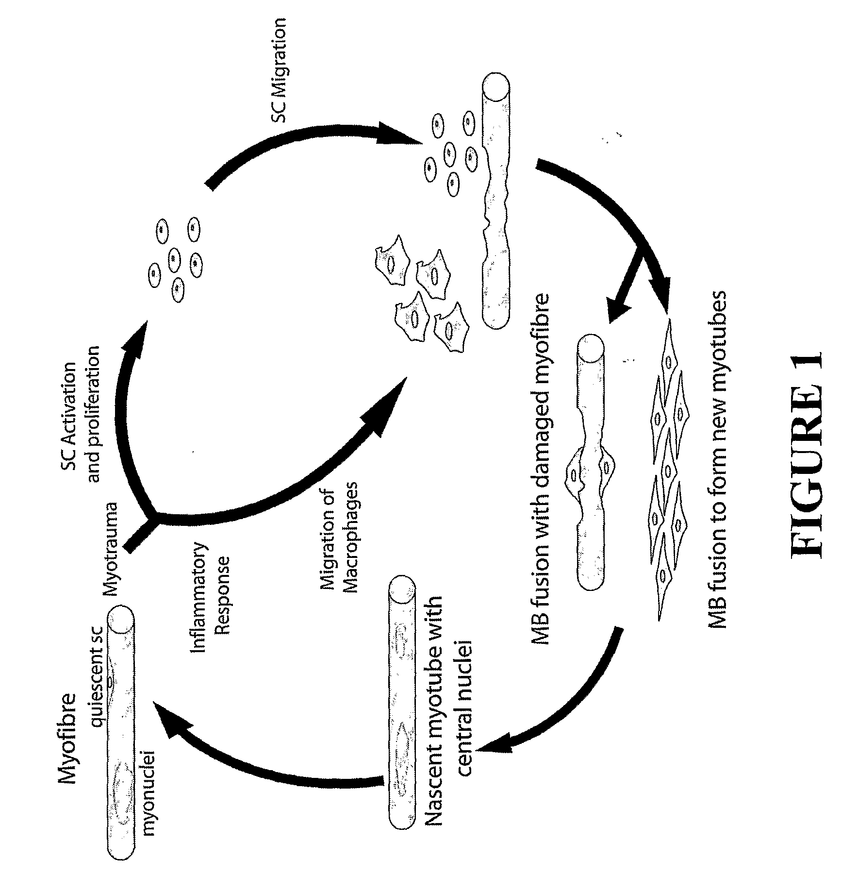 Use of Myostatin (GDF-8) Antagonists for Treatment of Sarcopenia (Age-Related Muscle-Wasting)