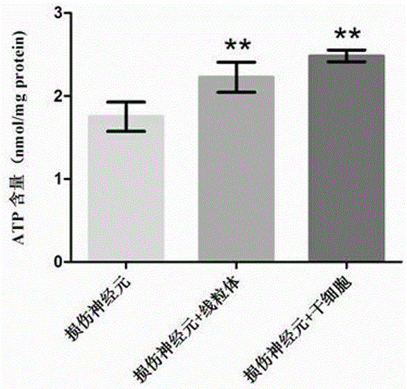 Method for promoting survival of injured neurons by virtue of mitochondria transplantation