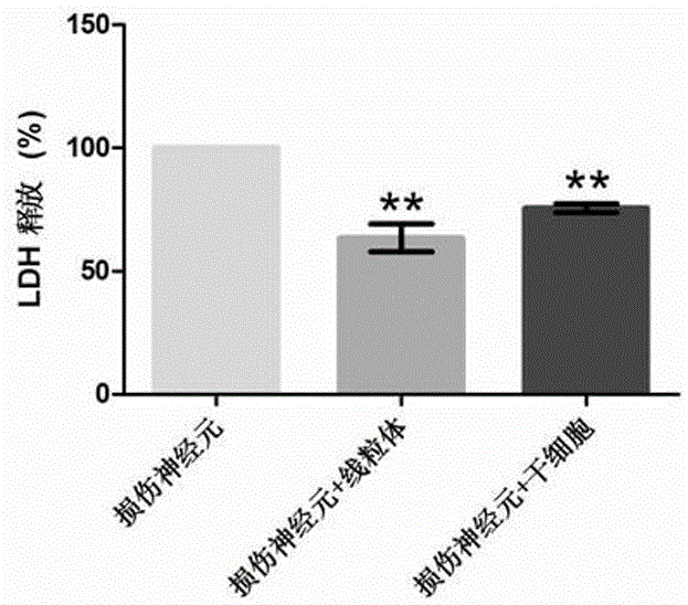 Method for promoting survival of injured neurons by virtue of mitochondria transplantation