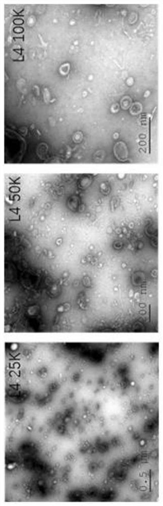 Method for inducing nematode-trapping fungi to generate trapping organ by using nematode extracellular vesicles