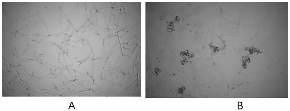 Method for inducing nematode-trapping fungi to generate trapping organ by using nematode extracellular vesicles