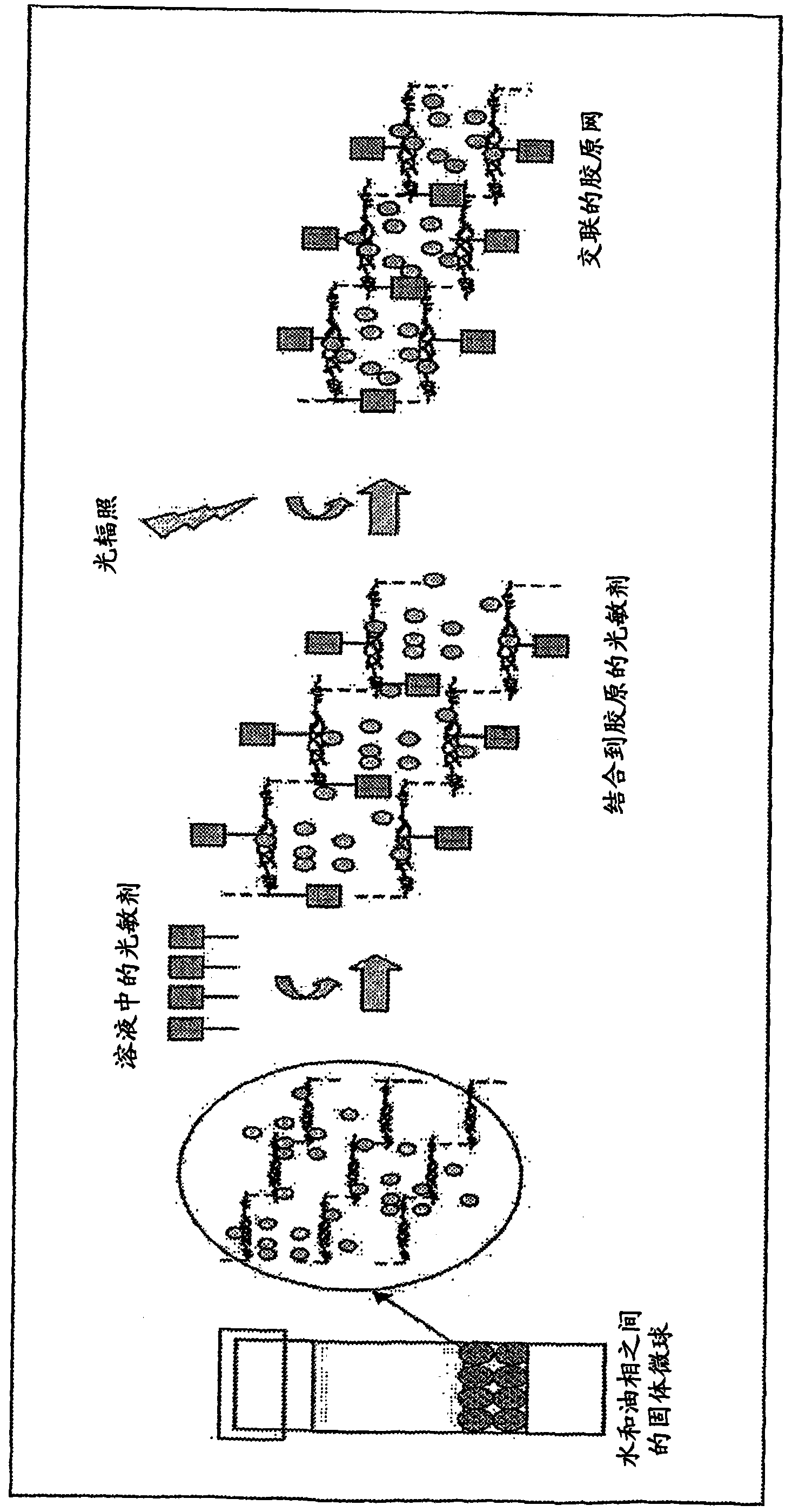 Collagen-based microspheres and methods of preparation and use thereof