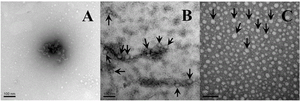 Human alpha-defensin-5 modifier and applications thereof