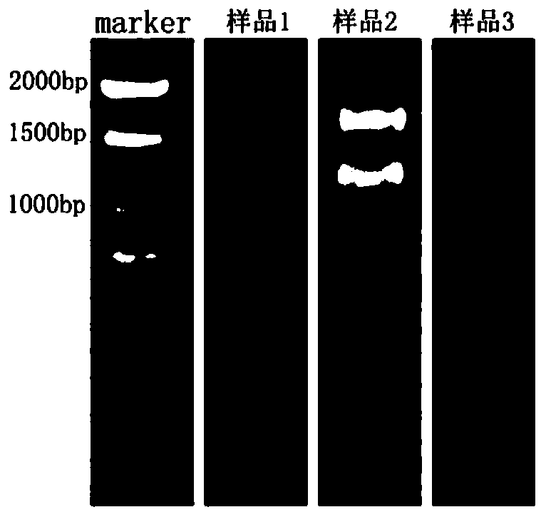 Method for extracting total RNA from root system of magnolia cylindrical