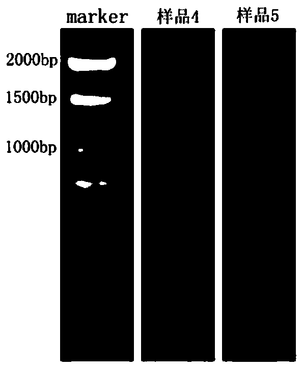 Method for extracting total RNA from root system of magnolia cylindrical