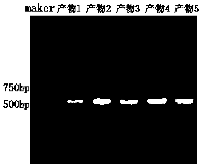 Method for extracting total RNA from root system of magnolia cylindrical