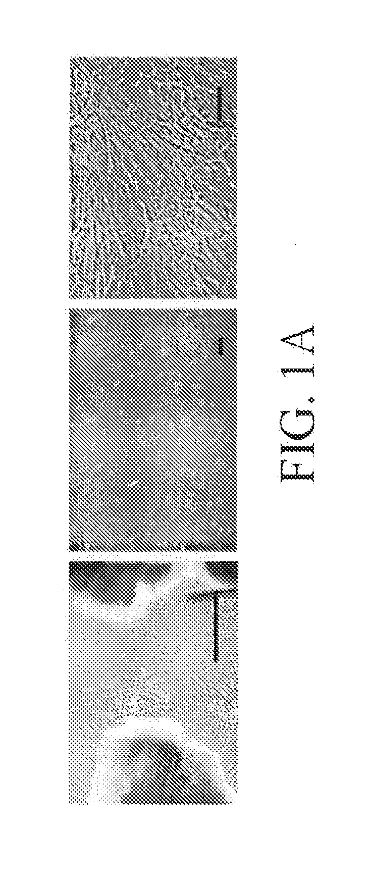 Non-tumorigenic expansion of pluripotent stem cells