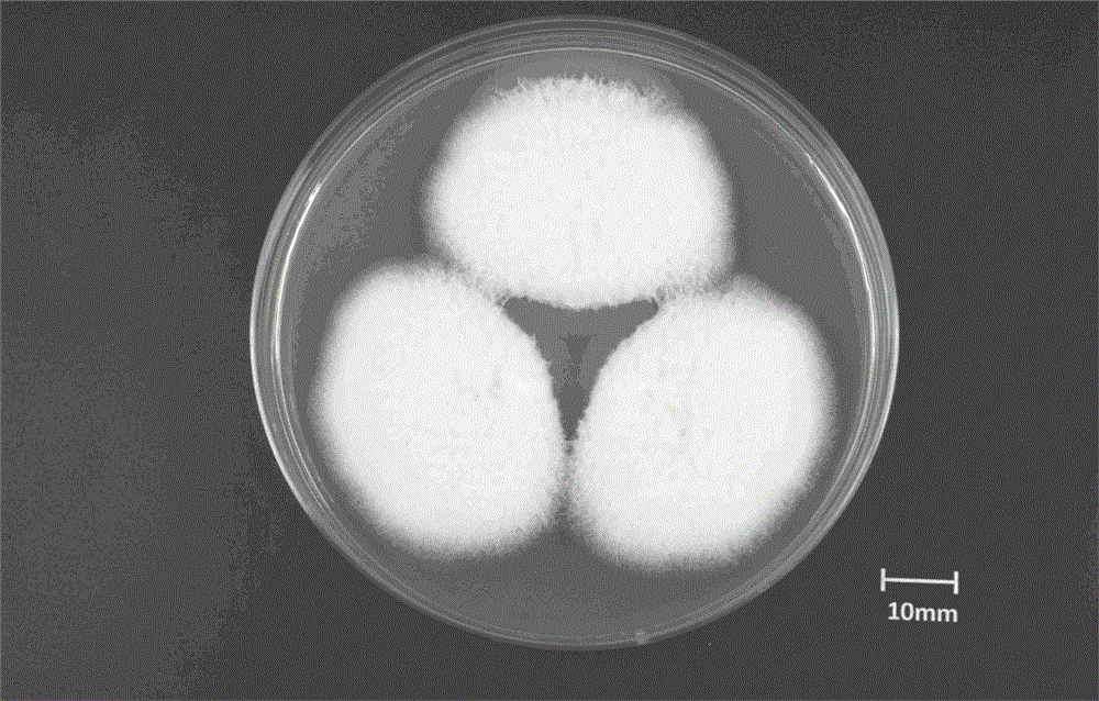 Novel fusarium fujikuroi and method for producing gibberellins A4 through fermenting fusarium fujikuroi