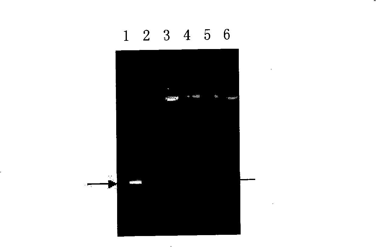 Animal vaccine immunopotentiator and production method thereof