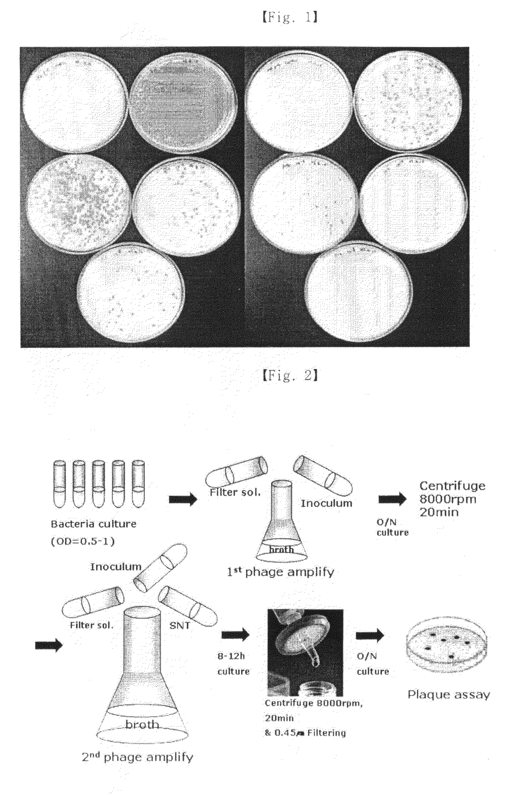 Antimicrobial protein specific to Staphylococcus aureus