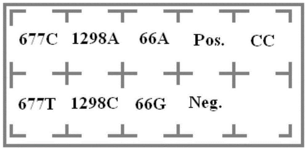 Kit for genotyping folate metabolism gene