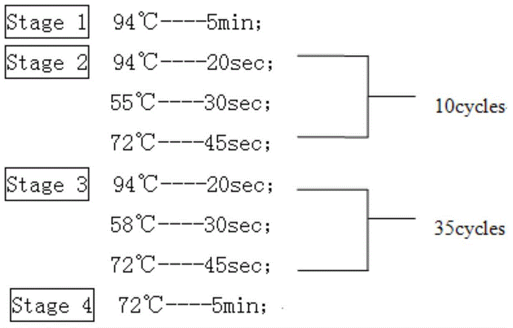 Kit for genotyping folate metabolism gene