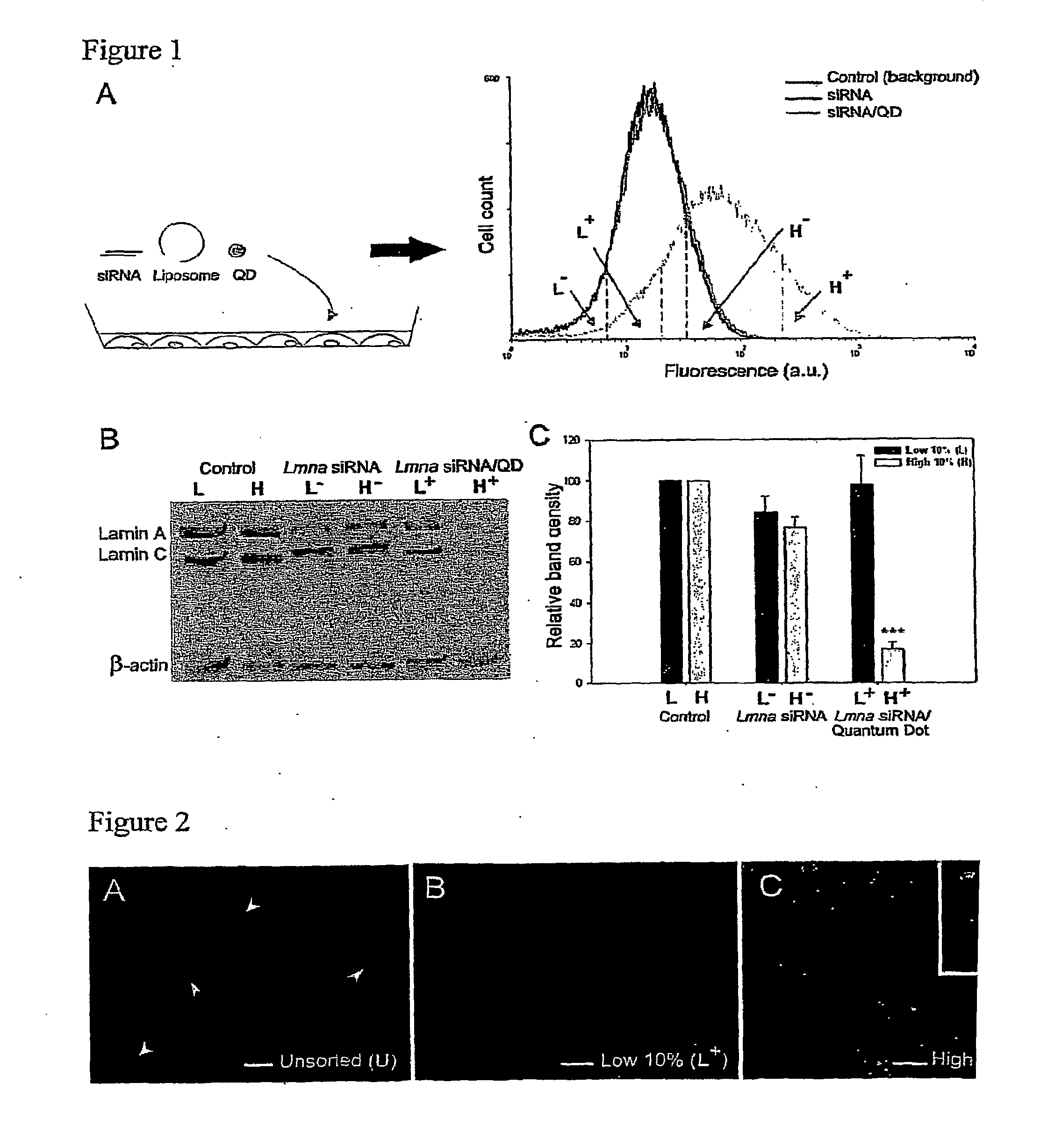 Compositions and Methods to Monitor RNA Delivery to Cells