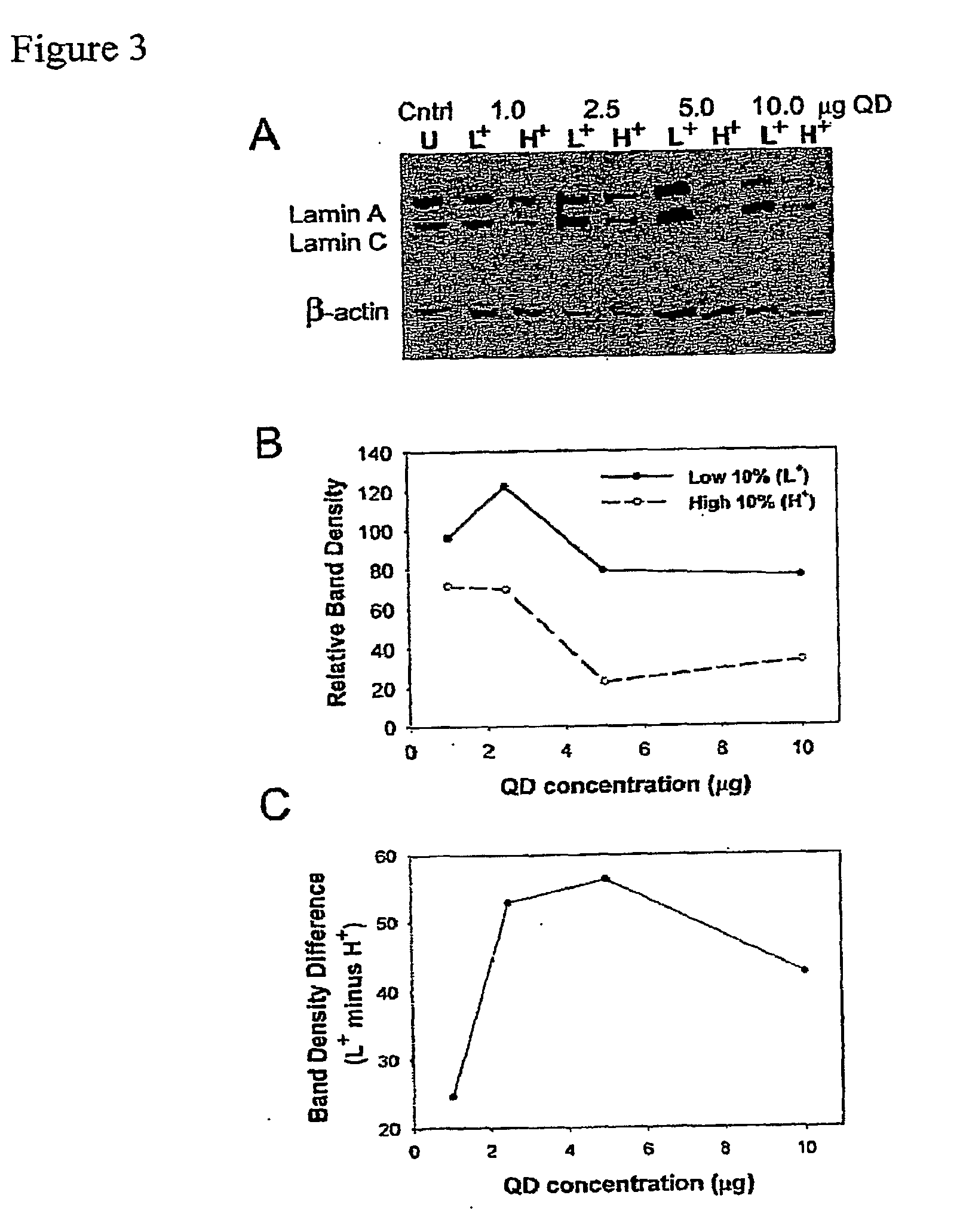 Compositions and Methods to Monitor RNA Delivery to Cells