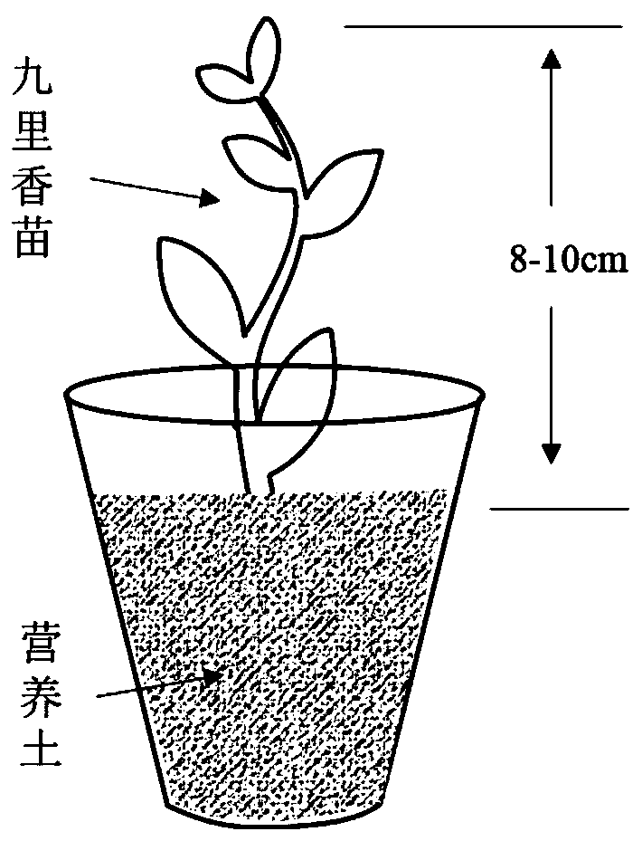 Artificial feeding method of diaphorina citri kuwayama