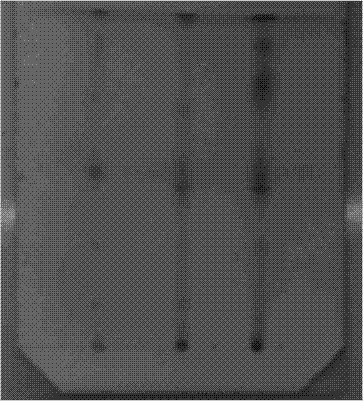 Method for detection of rehmannia glutinosa in Qingwenbaidu powder