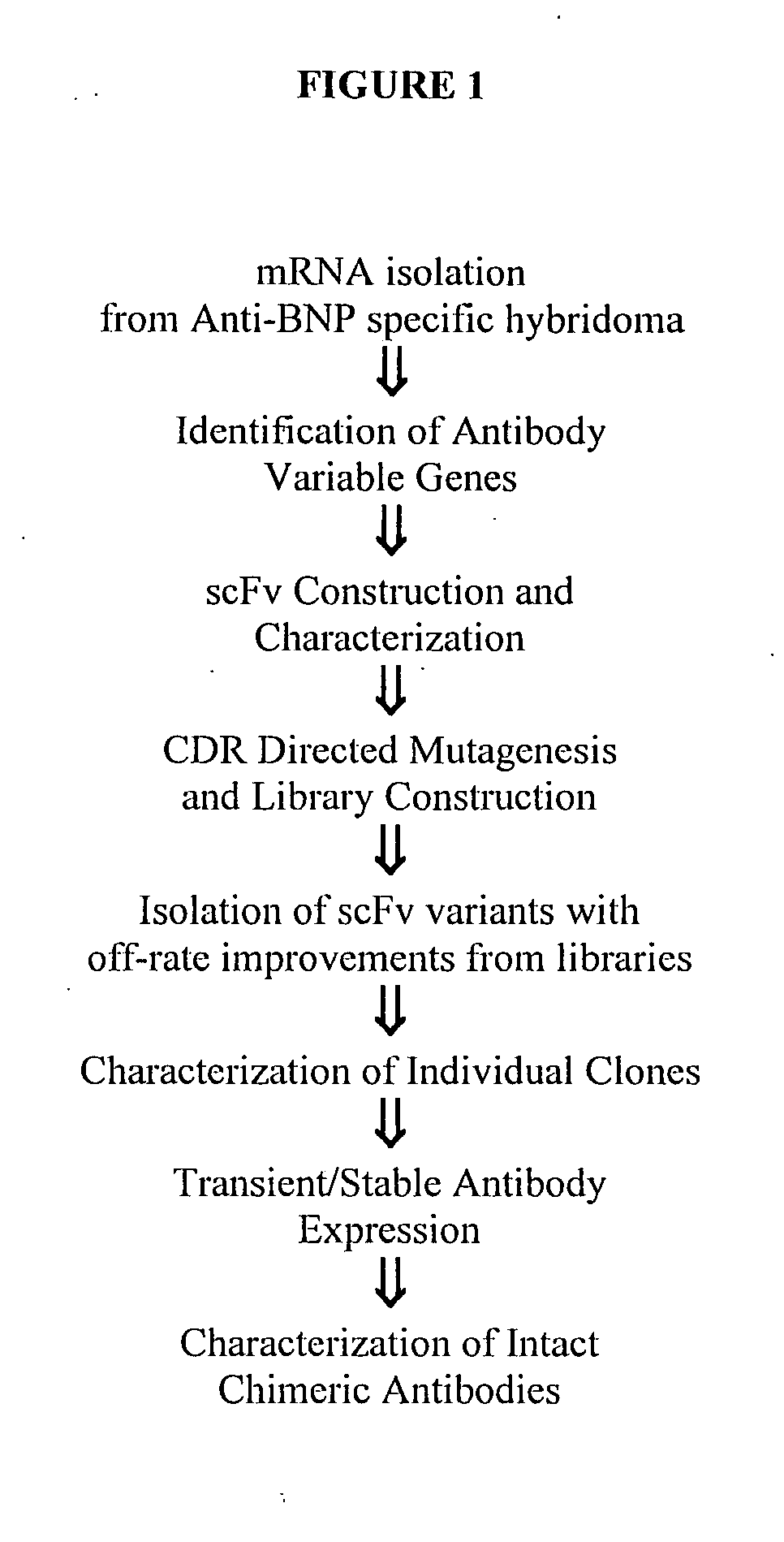 Human BNP immunospecific antibodies