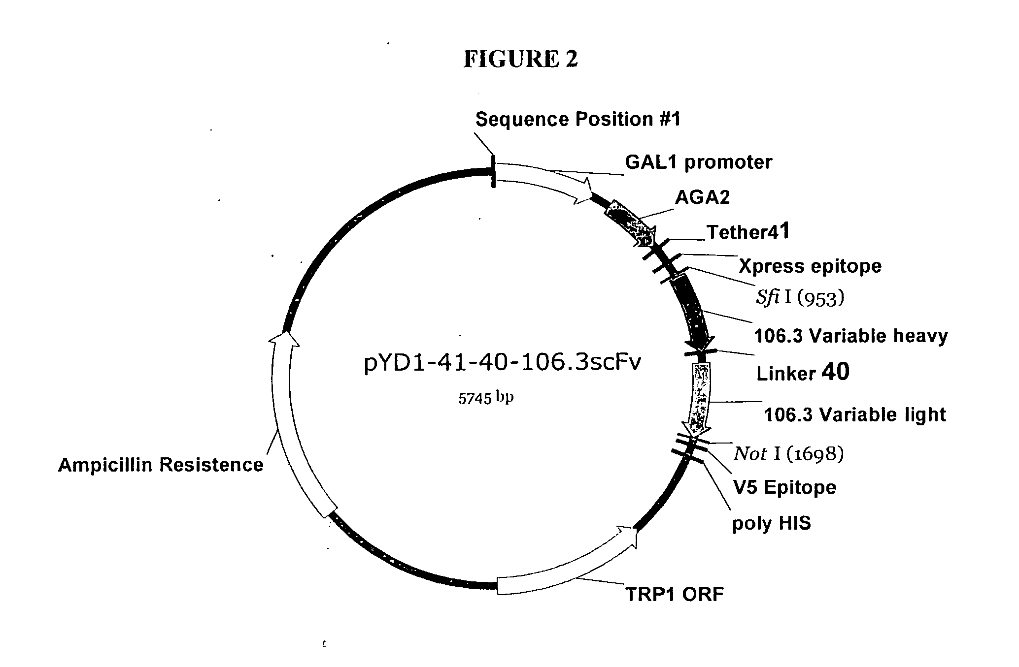 Human BNP immunospecific antibodies